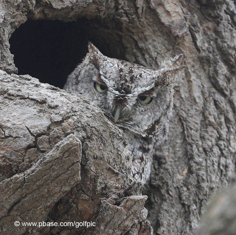 Eastern Screech-Owl - ML618190469