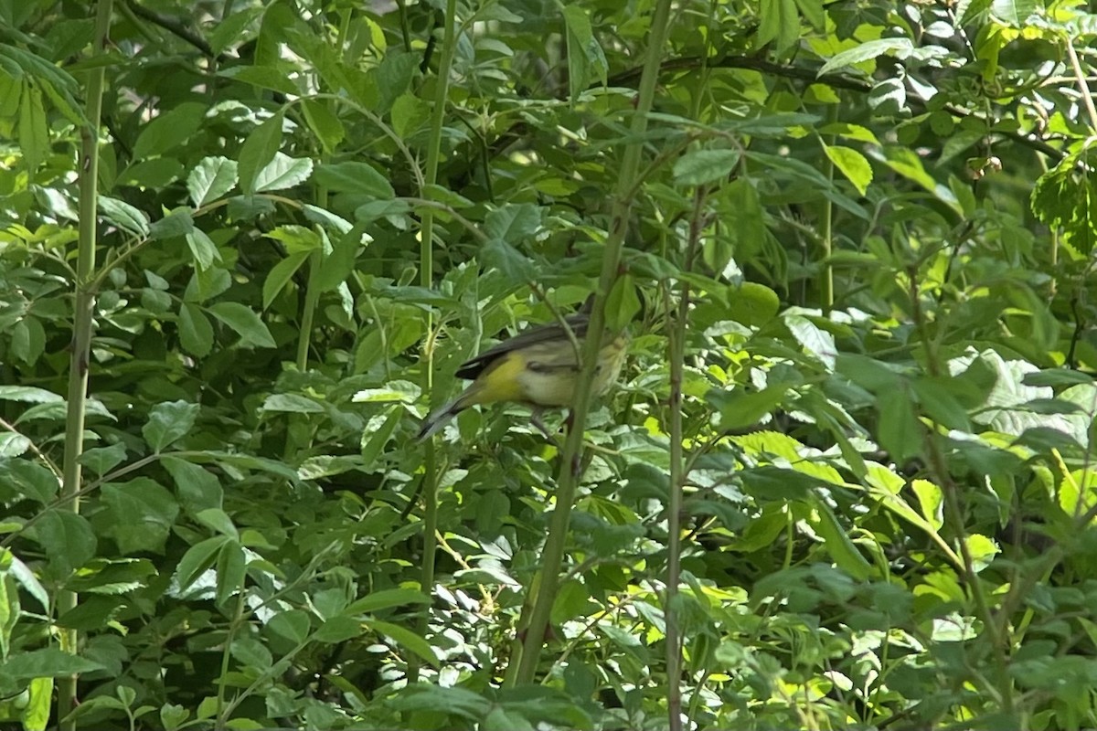 Palm Warbler (Western) - ML618190475