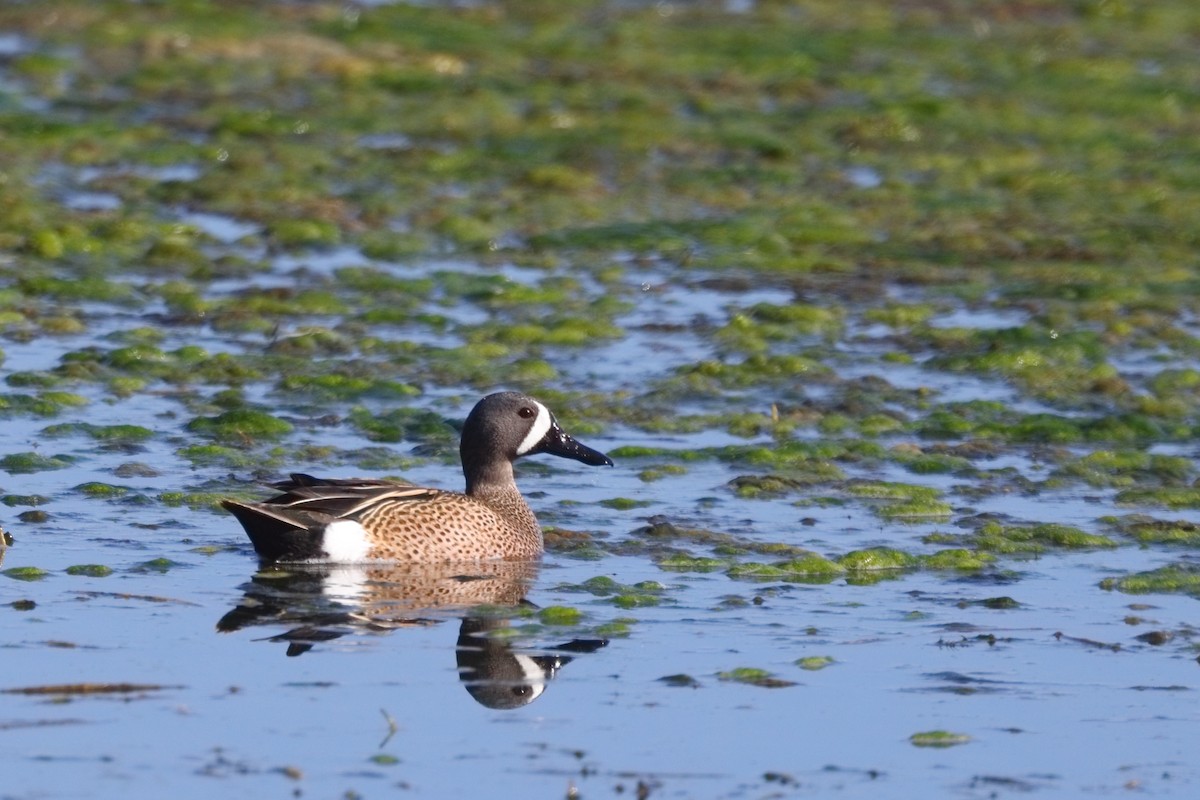 Blue-winged Teal - ML618190481
