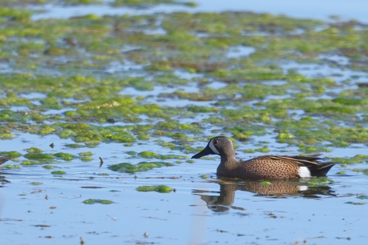 Blue-winged Teal - ML618190482