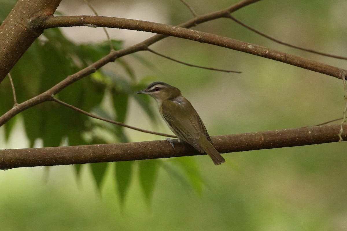 Red-eyed Vireo - John and Milena Beer