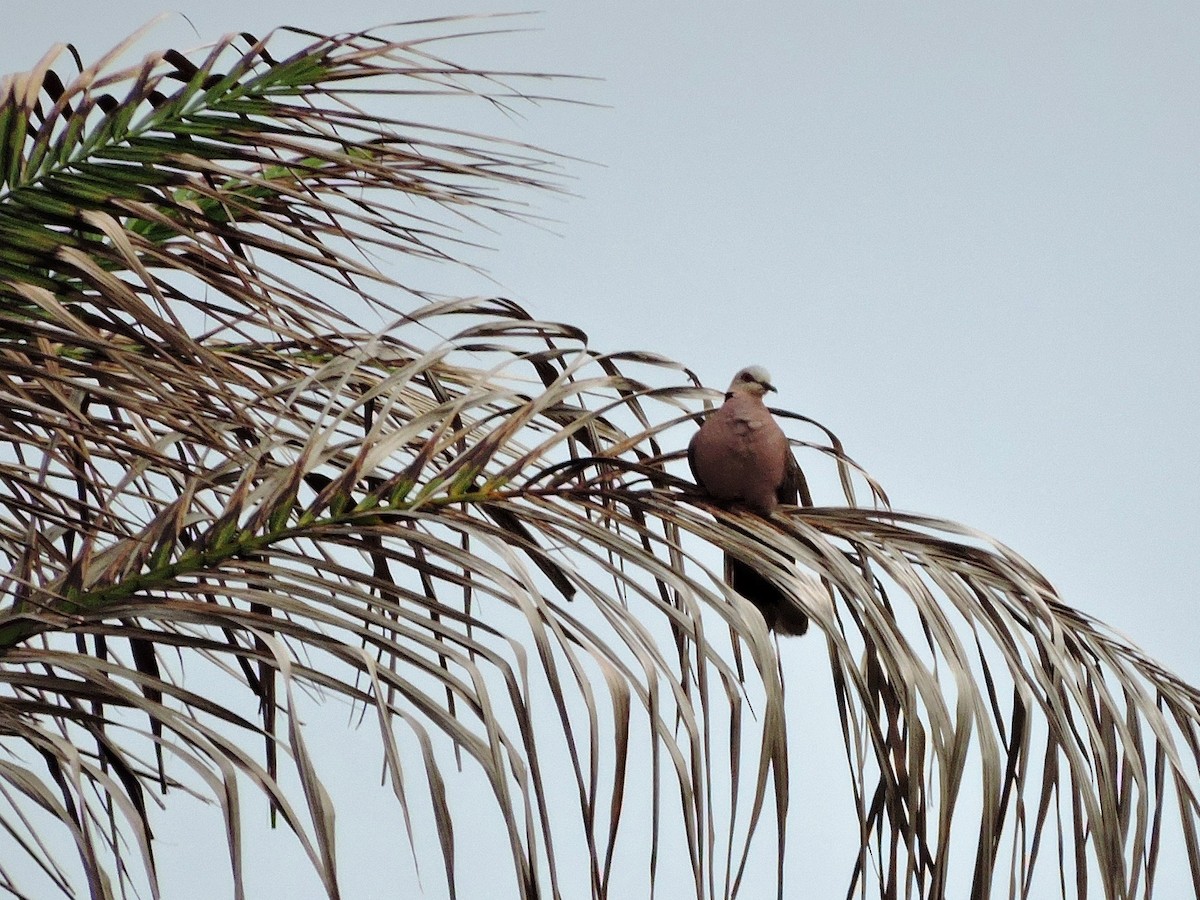 Red-eyed Dove - Andrew Cauldwell