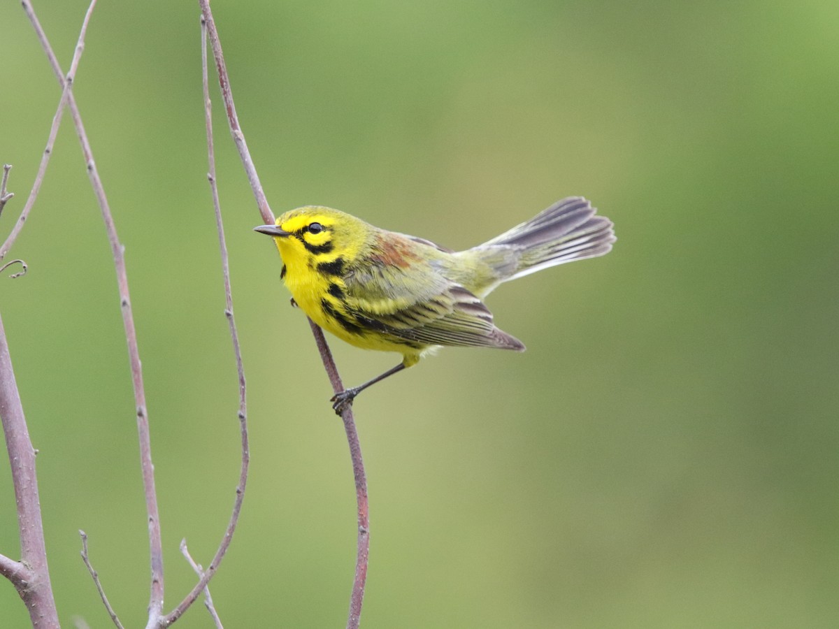 Prairie Warbler - Zach Haring