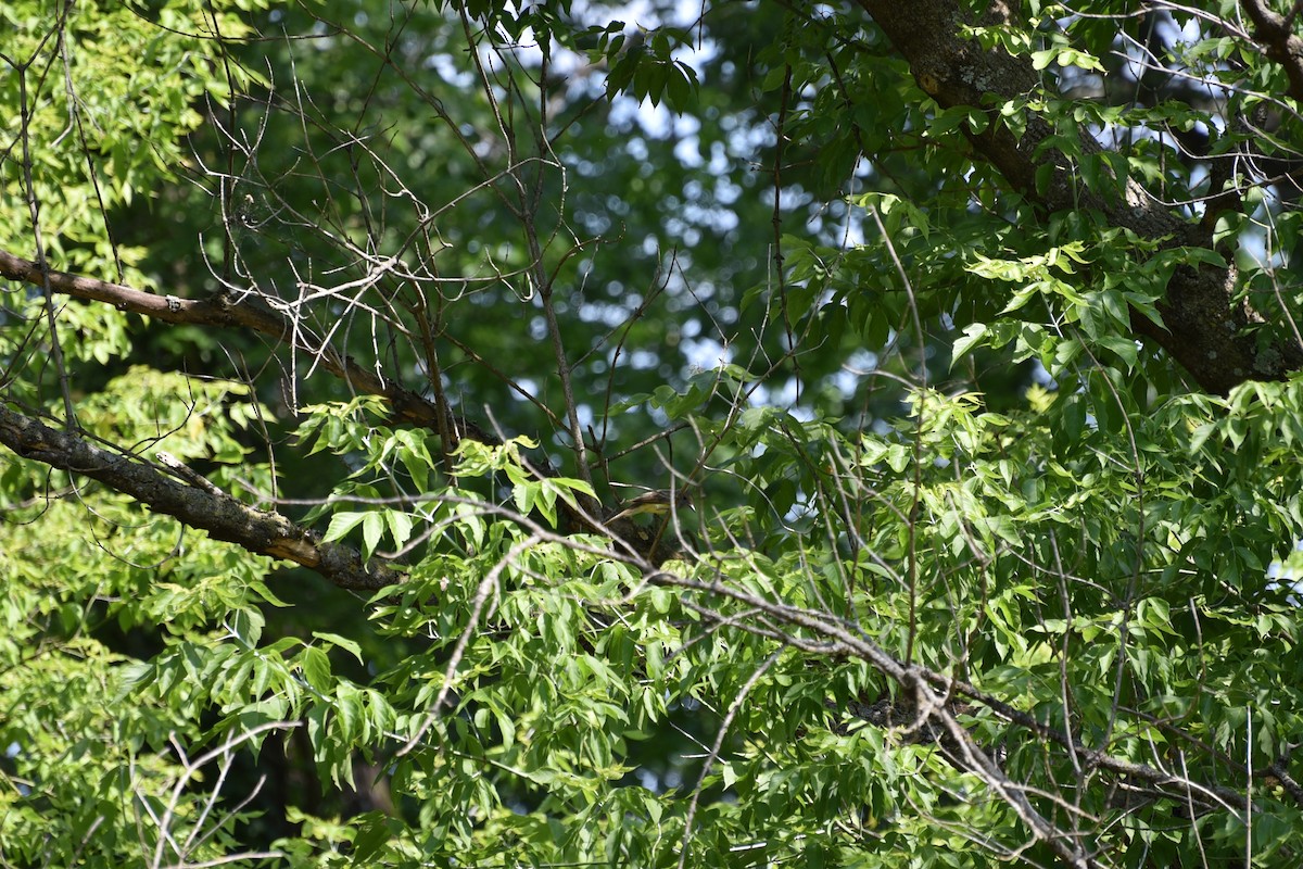 Great Crested Flycatcher - Jacob Penner