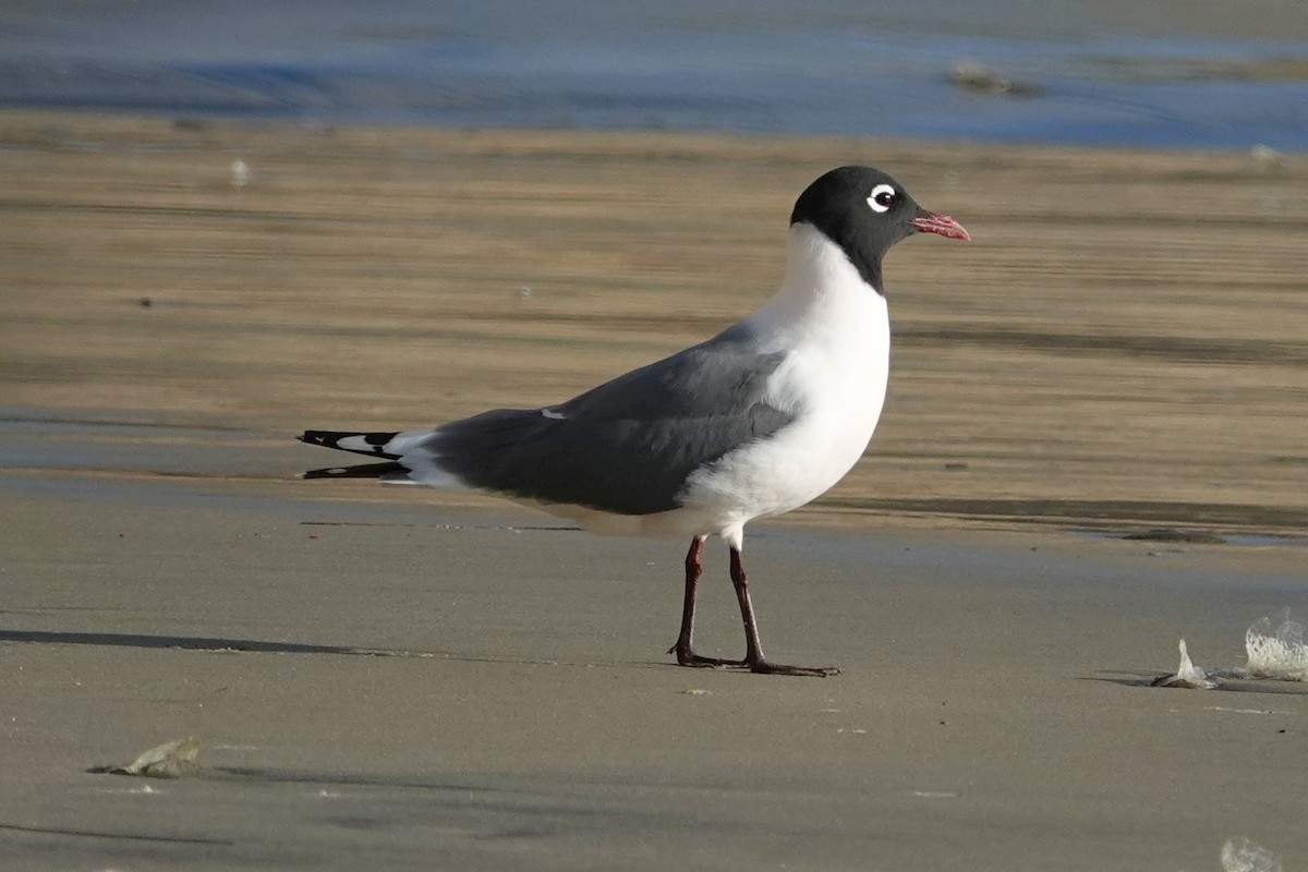 Mouette de Franklin - ML618190572