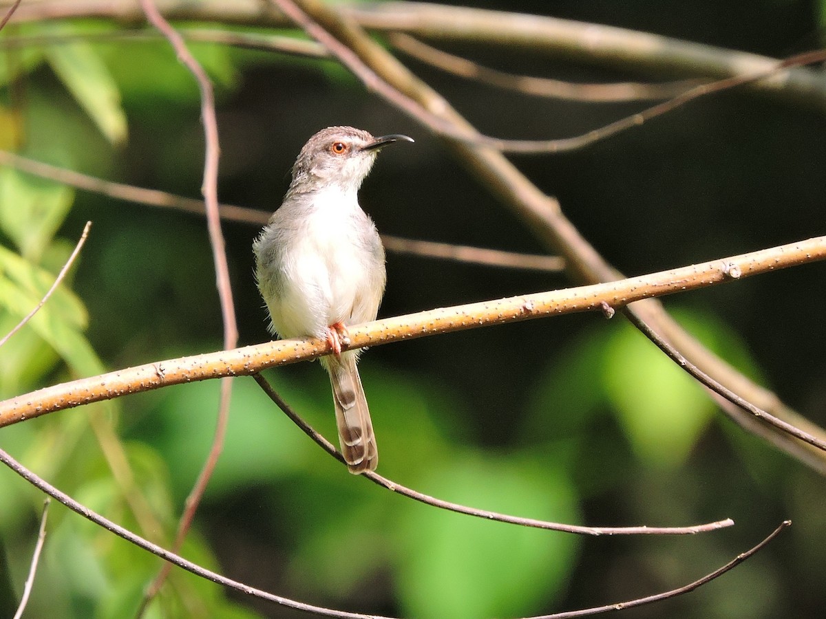 Tawny-flanked Prinia - Andrew Cauldwell