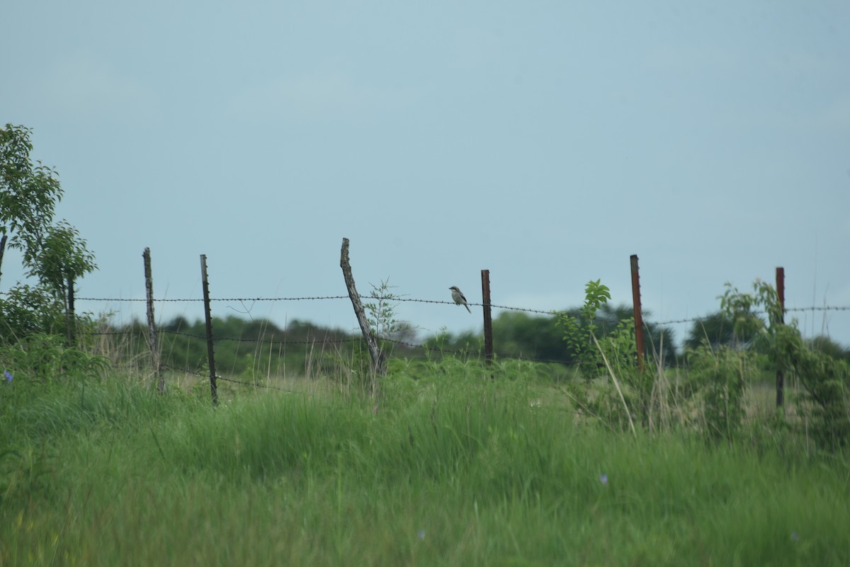 Loggerhead Shrike - Jacob Penner