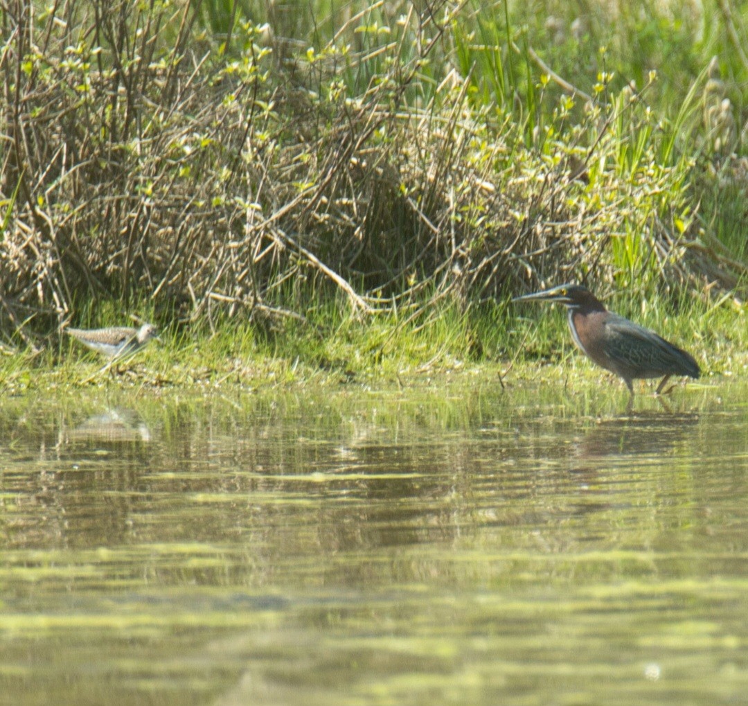 Solitary Sandpiper - ML618190595