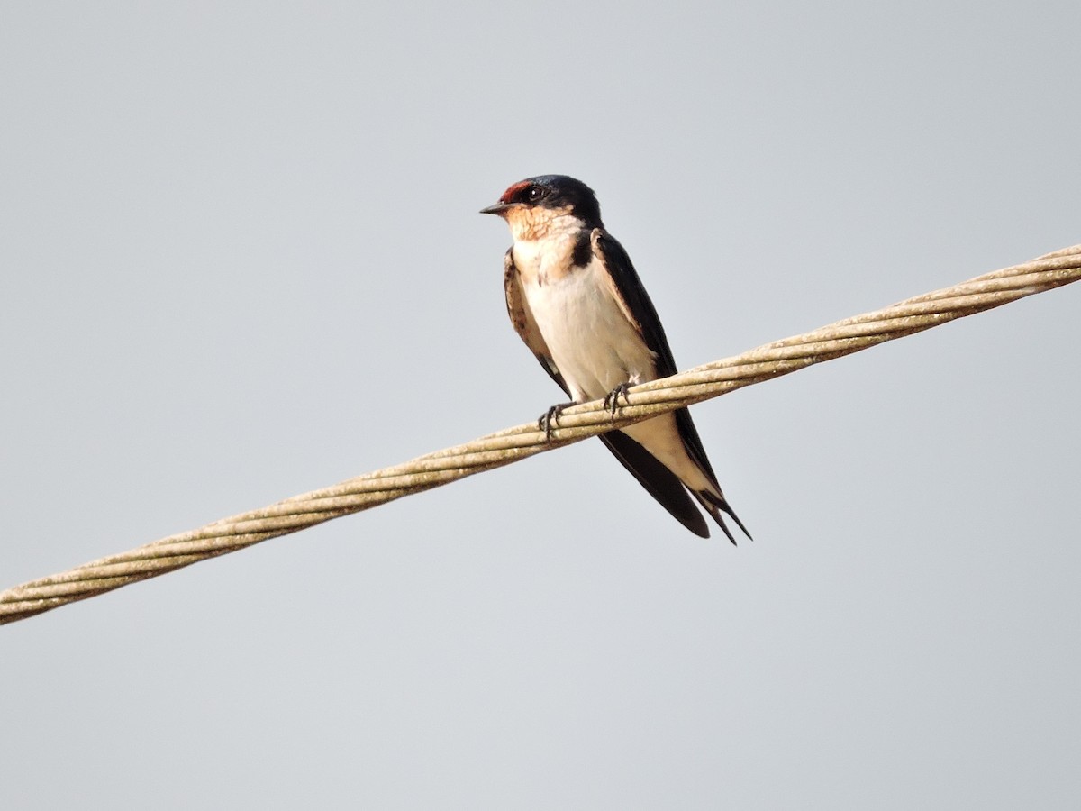 Ethiopian Swallow - Andrew Cauldwell