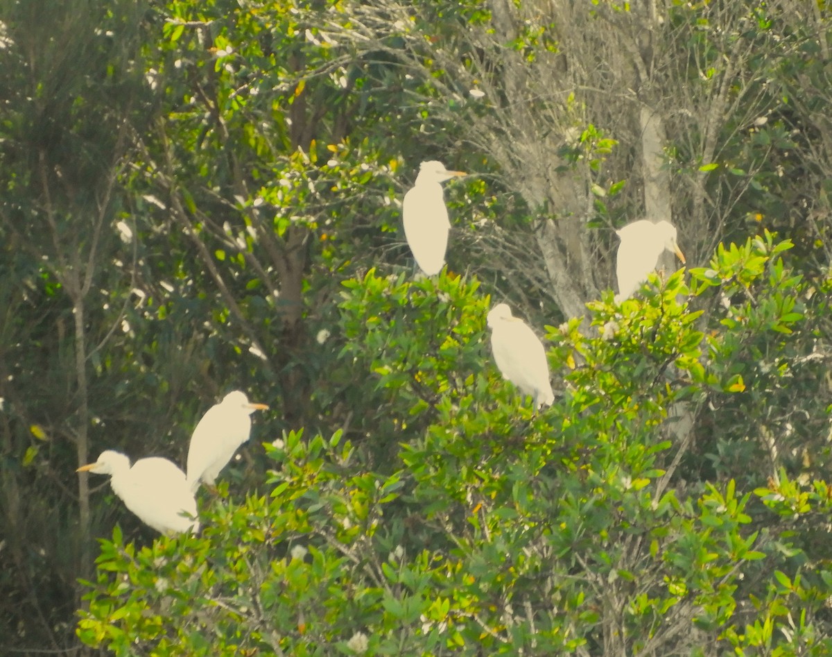 Eastern Cattle Egret - ML618190600