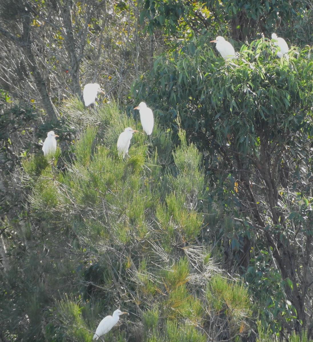 Eastern Cattle Egret - stephen gallivan