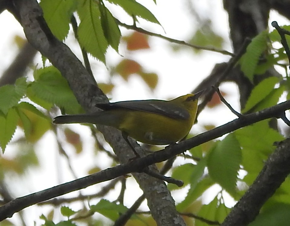 Blue-winged Warbler - Linda Padera