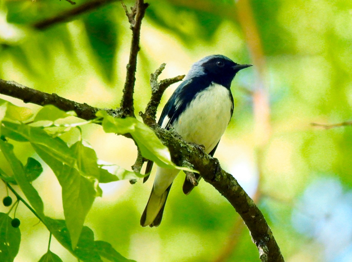 Black-throated Blue Warbler - ML618190624