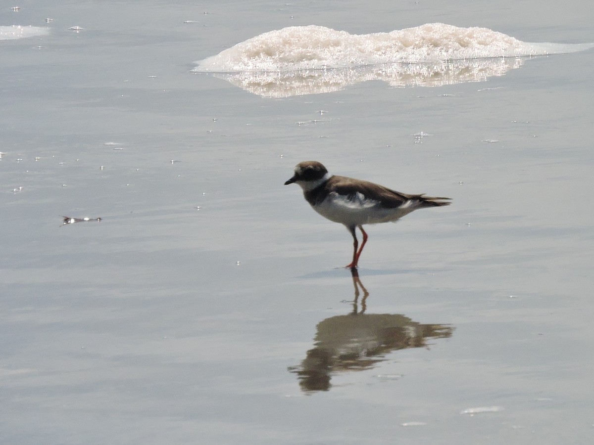 Common Ringed Plover - Andrew Cauldwell