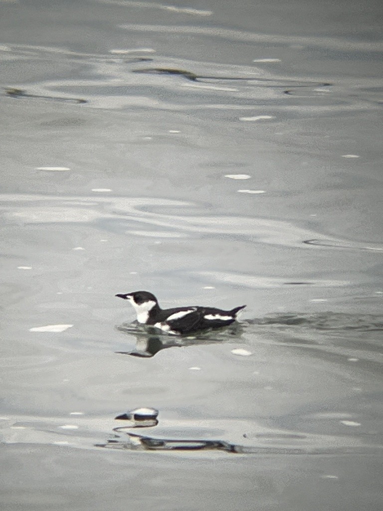 Guillemot marbré - ML618190677