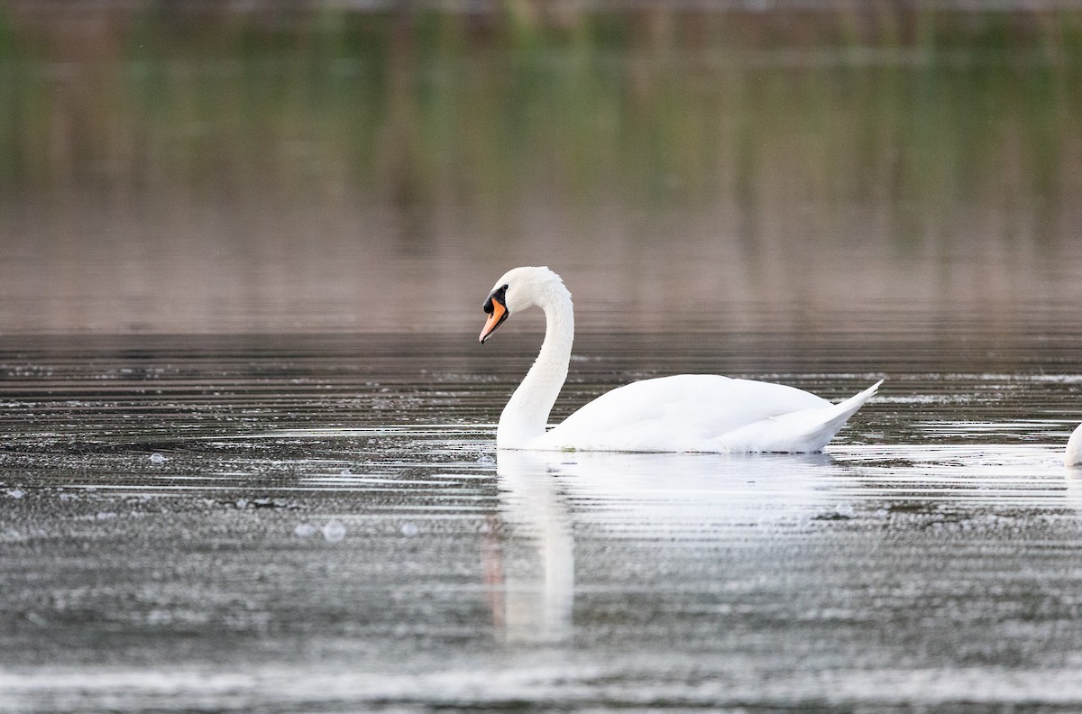 Mute Swan - Gabrielle Harper