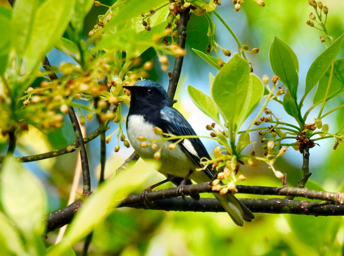 Black-throated Blue Warbler - Fred Fahmy