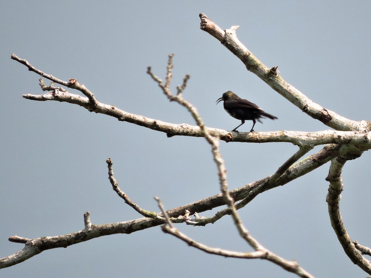 Copper Sunbird - Andrew Cauldwell