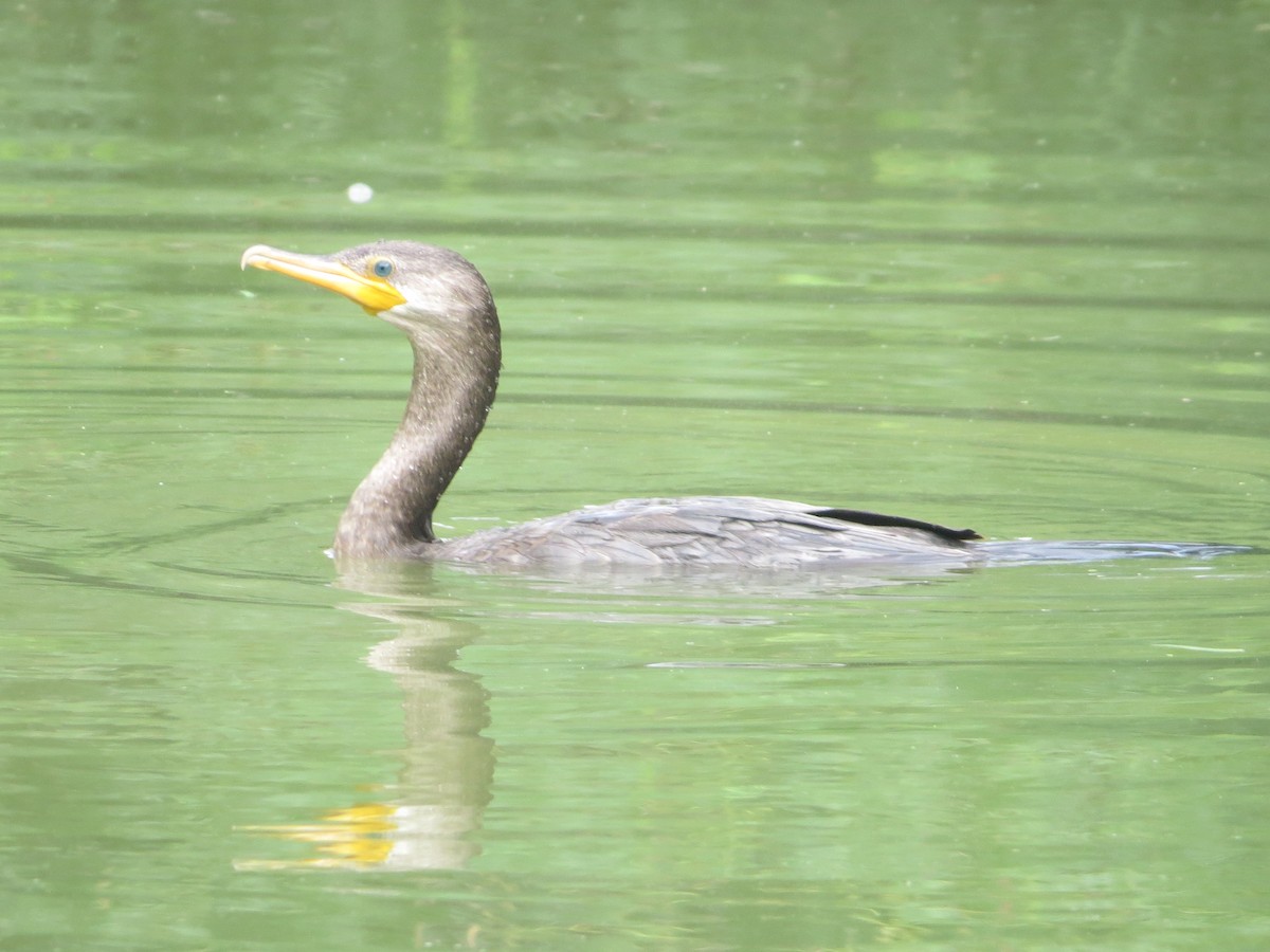 Double-crested Cormorant - Tamie Bulow