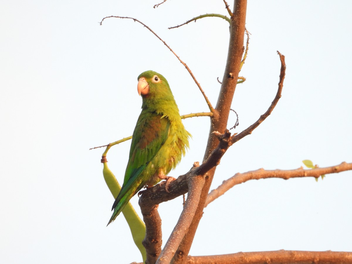 Orange-chinned Parakeet - Cristy Trujillo