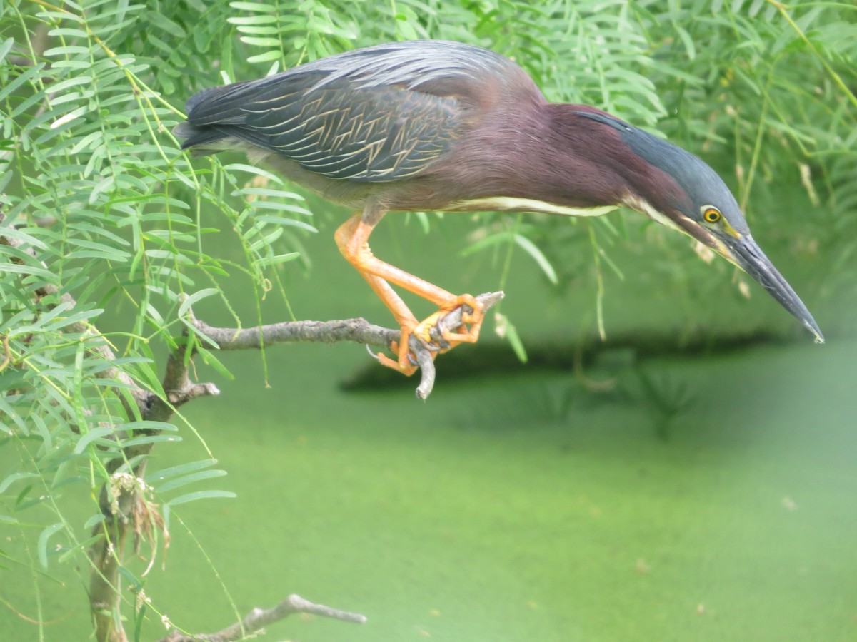 Green Heron - Tamie Bulow