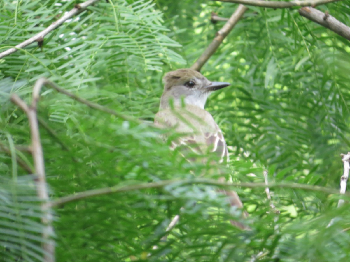 Brown-crested Flycatcher - Tamie Bulow