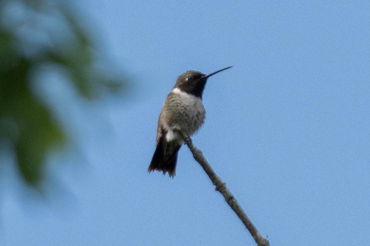 Black-chinned Hummingbird - ML618190792