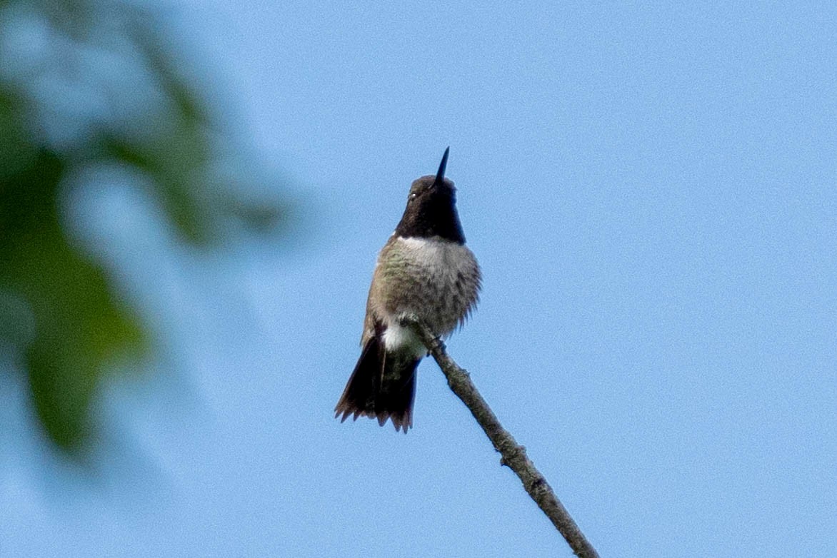 Black-chinned Hummingbird - ML618190793