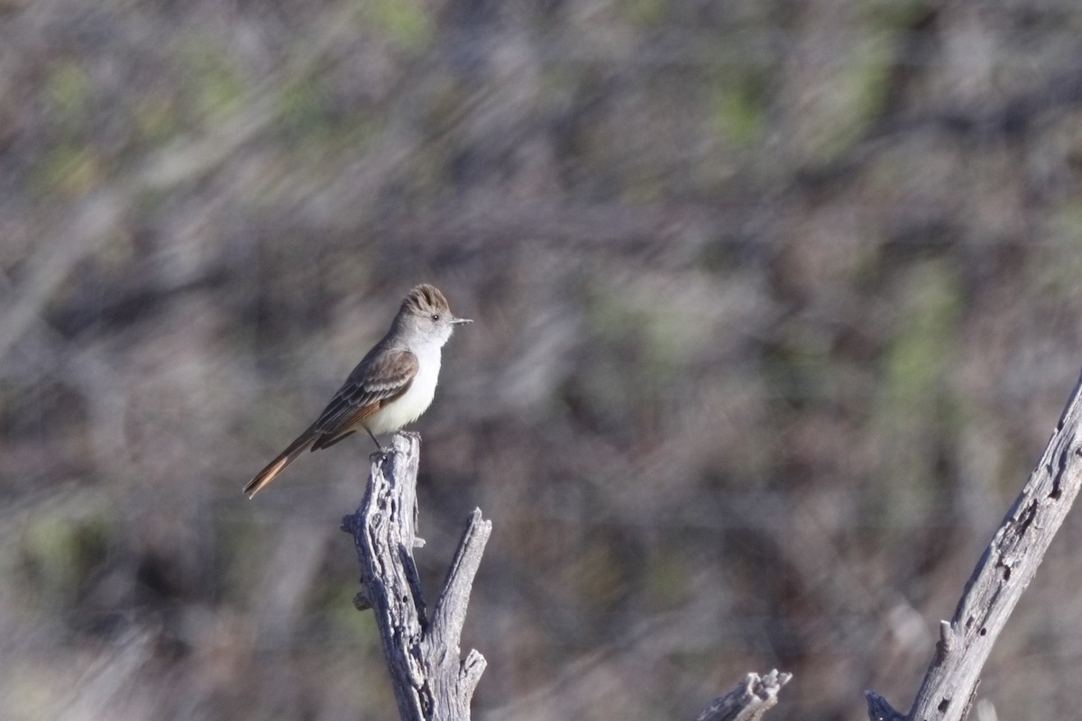 Ash-throated Flycatcher - Shawn Miller