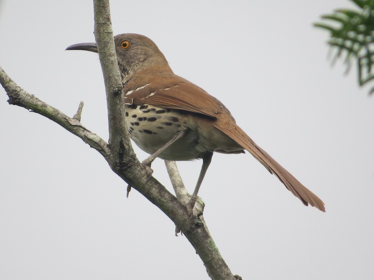 Long-billed Thrasher - Tamie Bulow