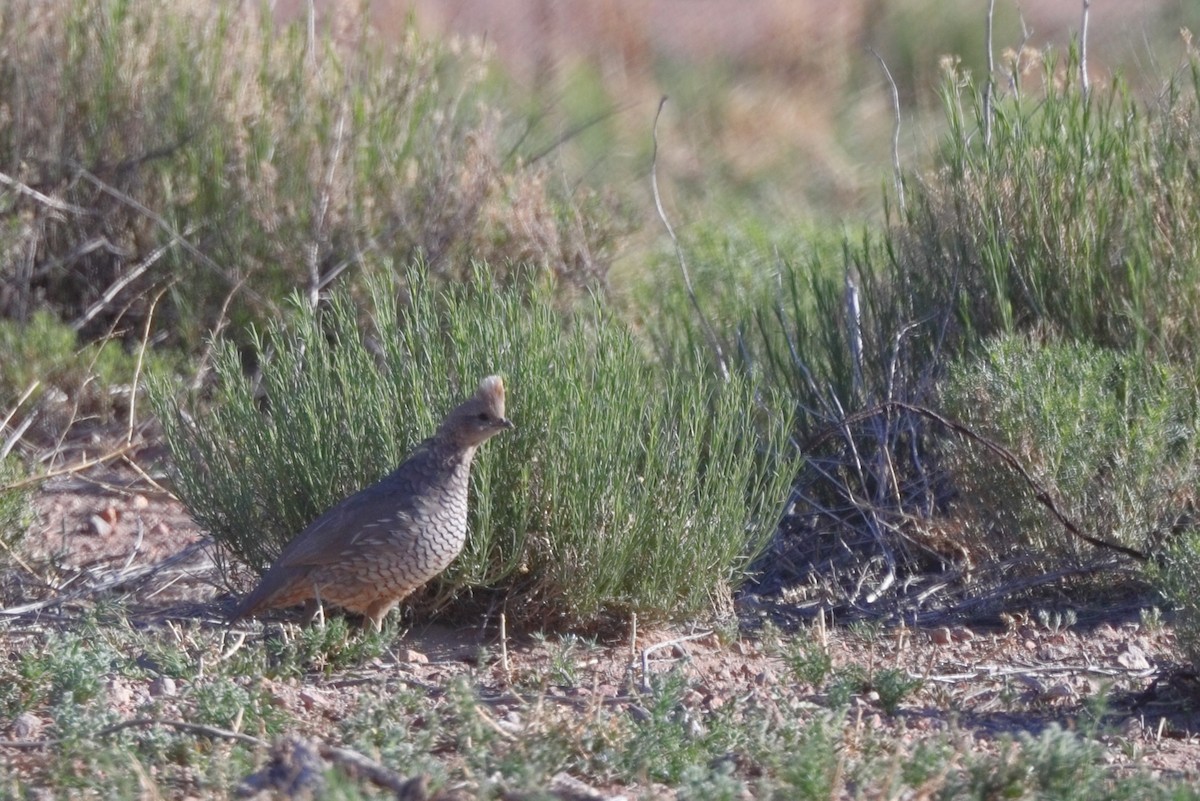 Scaled Quail - Shawn Miller