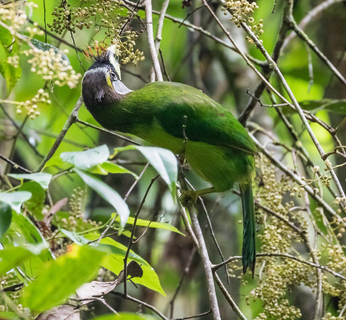 Fire-tufted Barbet - John le Rond