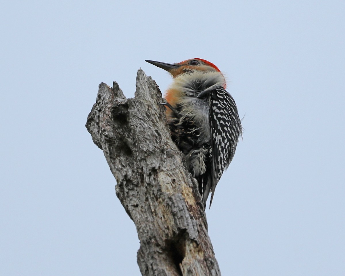 Red-bellied Woodpecker - ML618190826
