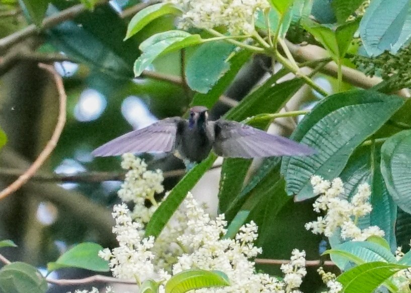 Colibrí Pardo - ML618190856