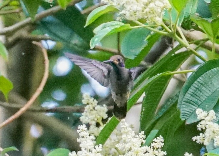 brunkolibri - ML618190857