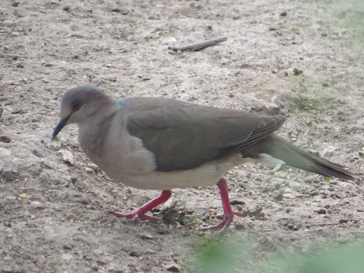 White-tipped Dove - Tamie Bulow