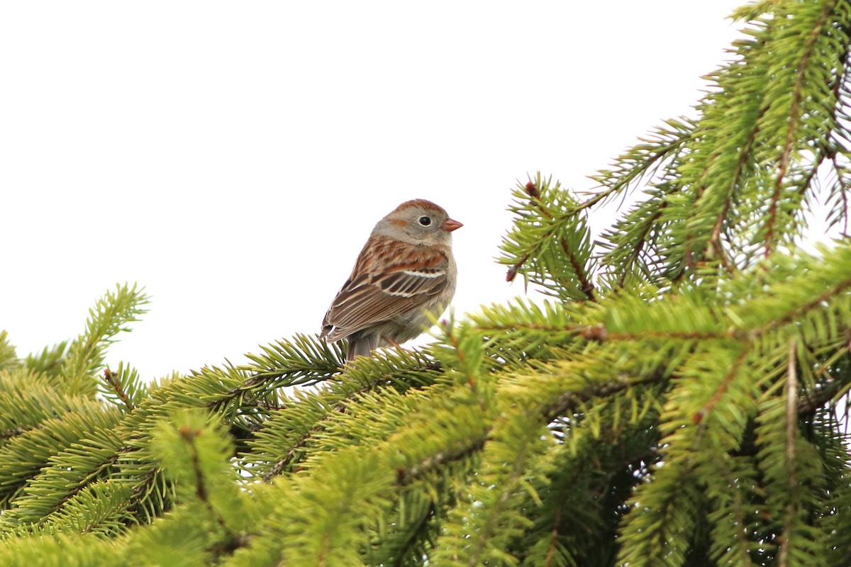 Field Sparrow - Samuel Denault