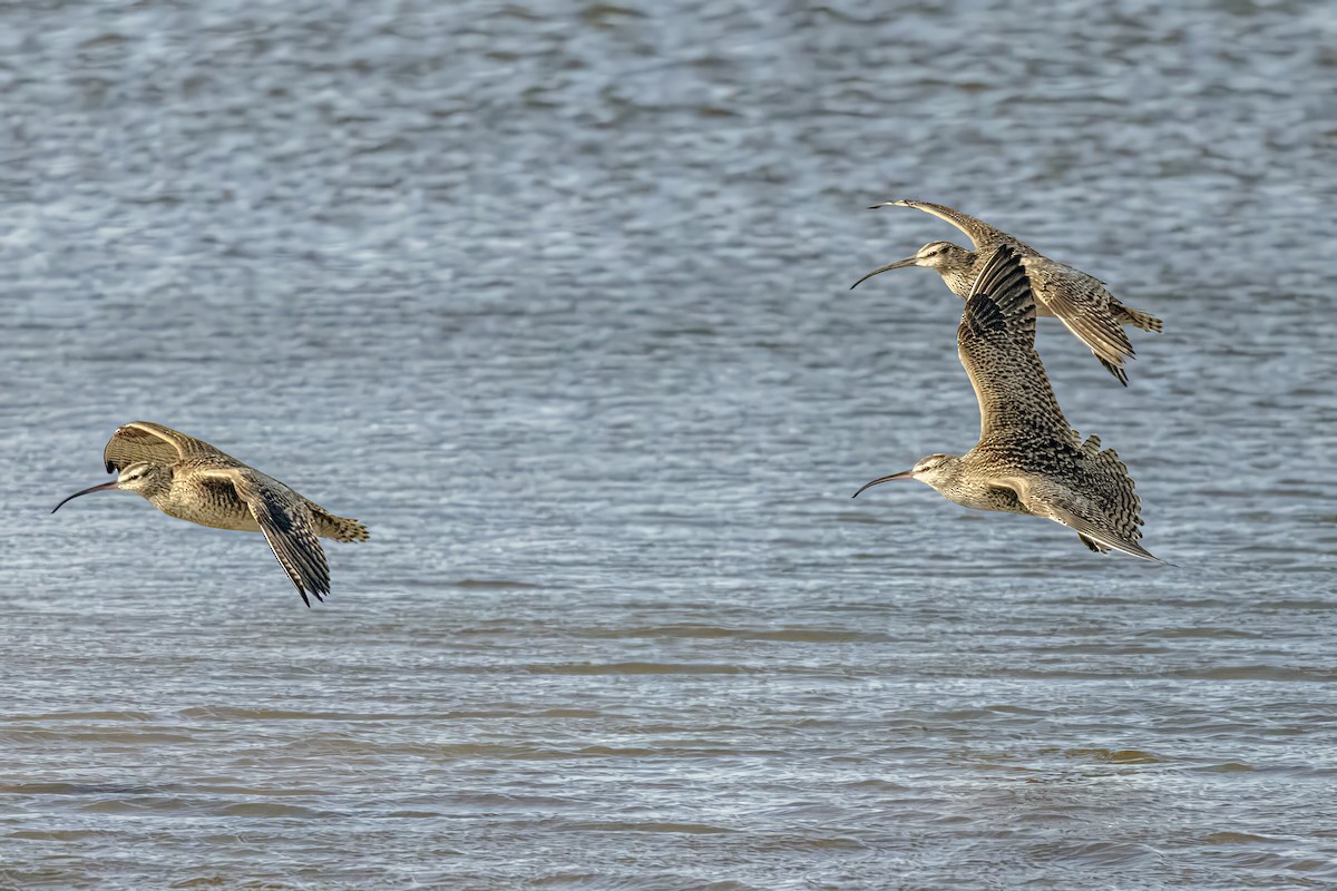 Whimbrel - ML618190901