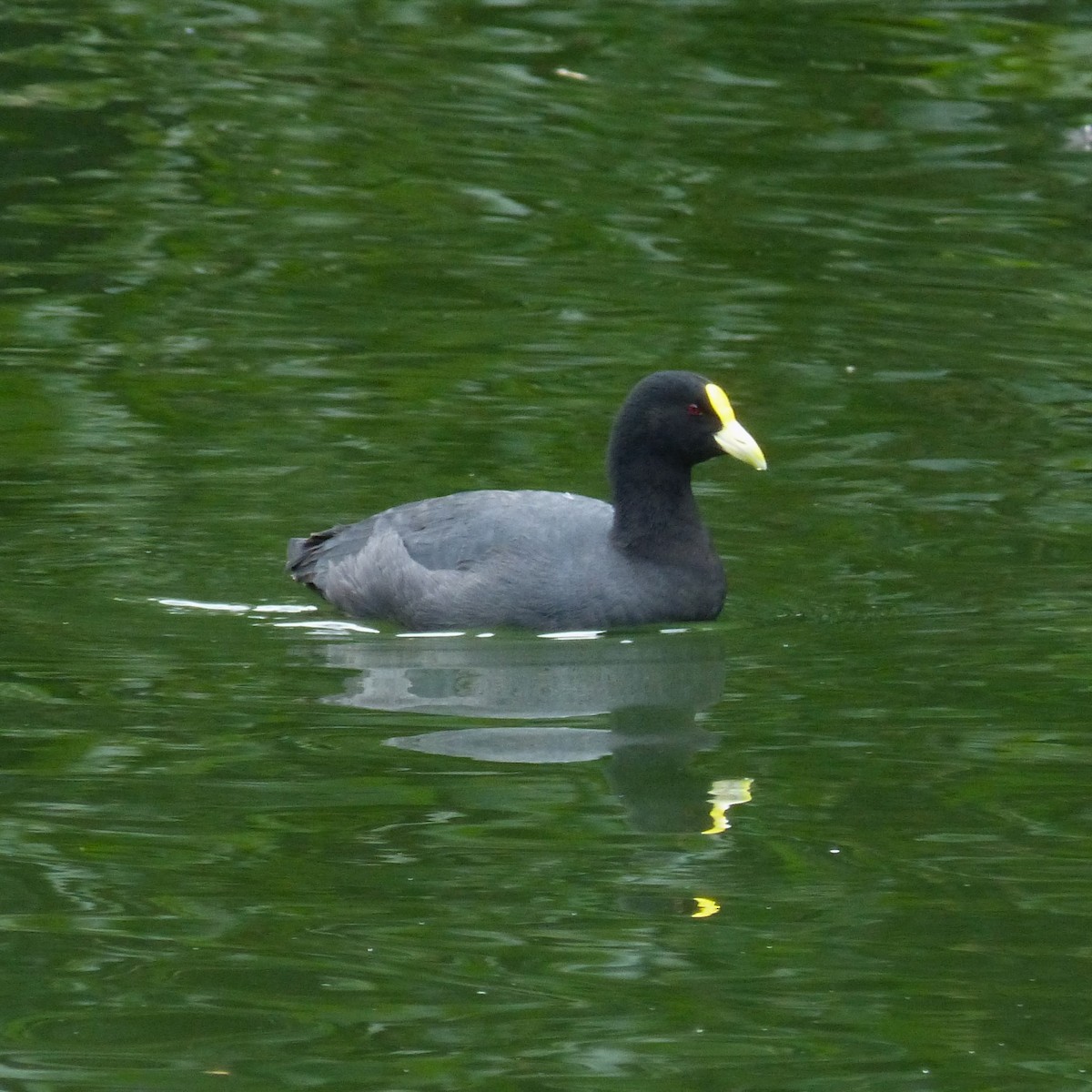 White-winged Coot - Julia M.