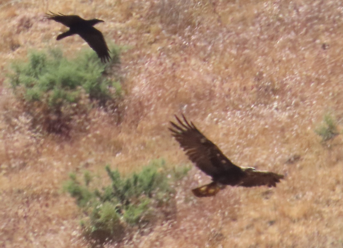 Golden Eagle - ML618190954