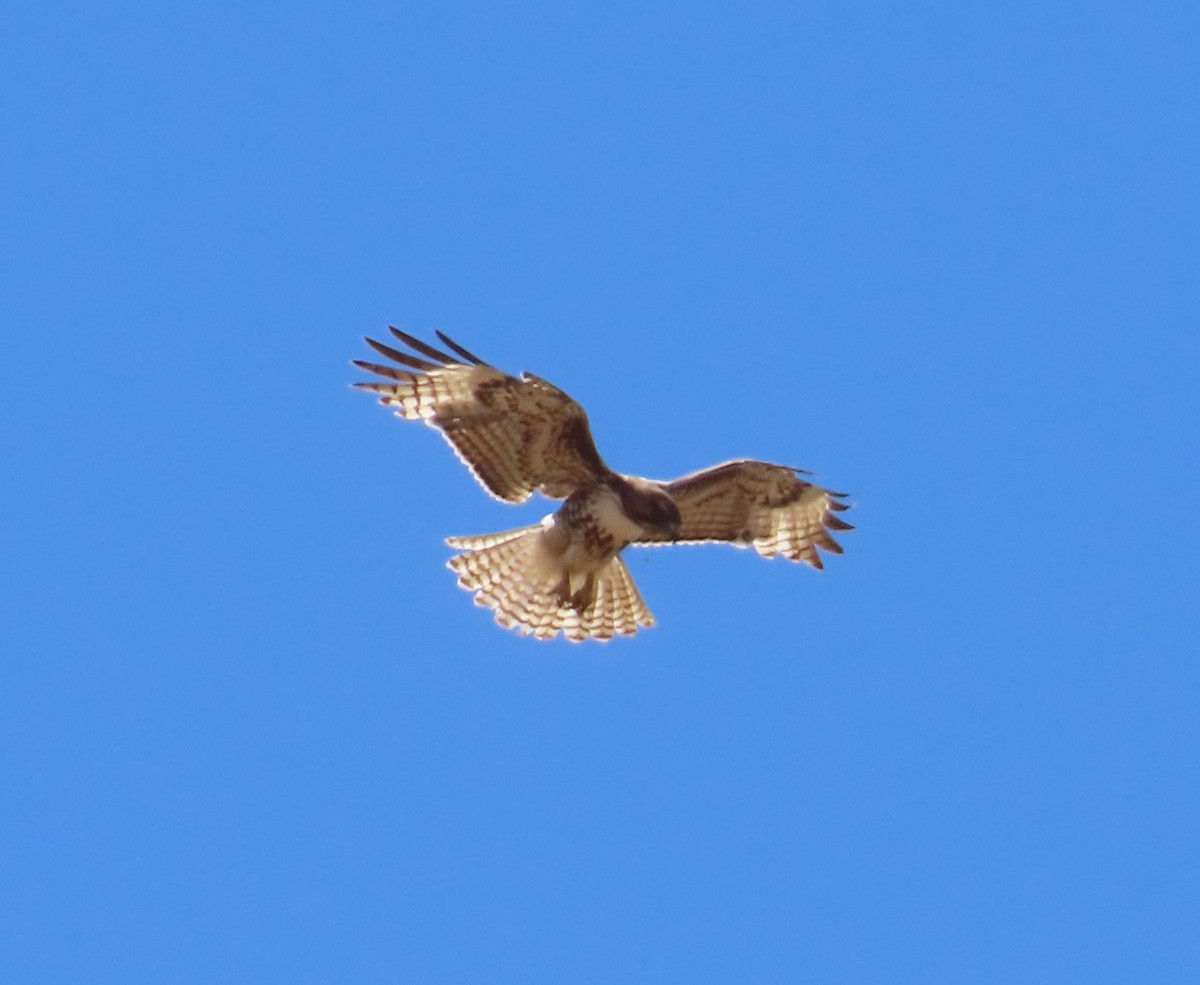 Red-tailed Hawk - ML618190968