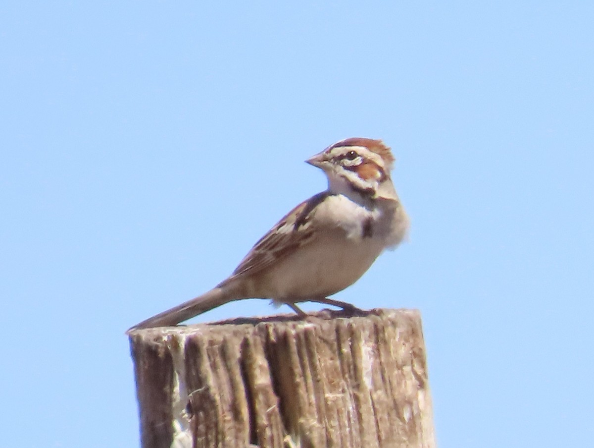 Lark Sparrow - ML618190976