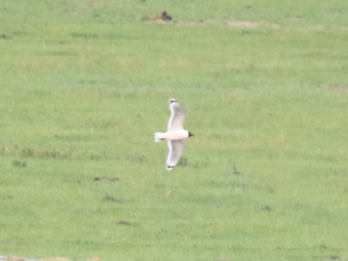 Franklin's Gull - ML618190990