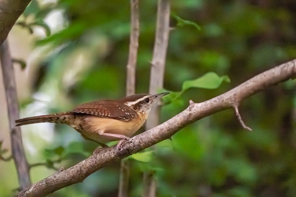 Carolina Wren - Timothy Flynn