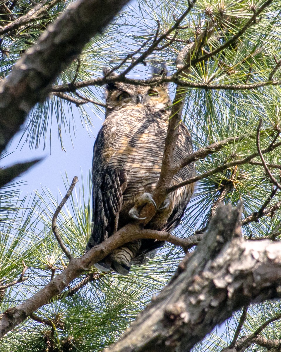 Great Horned Owl - ML618191009