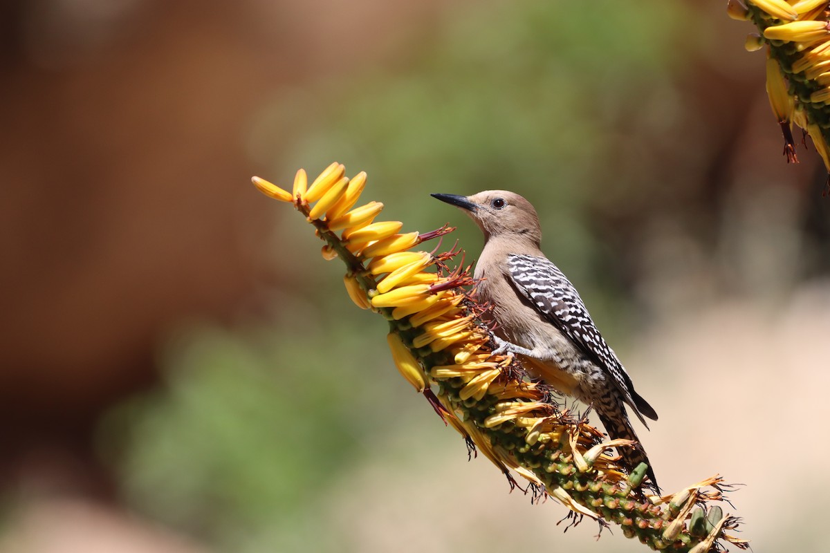 Gila Woodpecker - Matthew Hixson