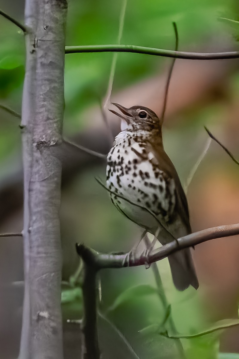 Wood Thrush - Timothy Flynn