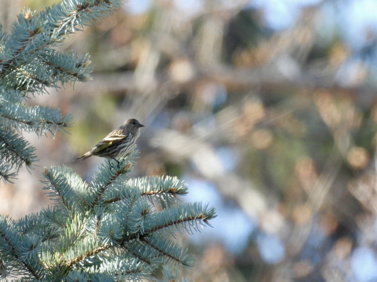 Pine Siskin - Dana Sterner