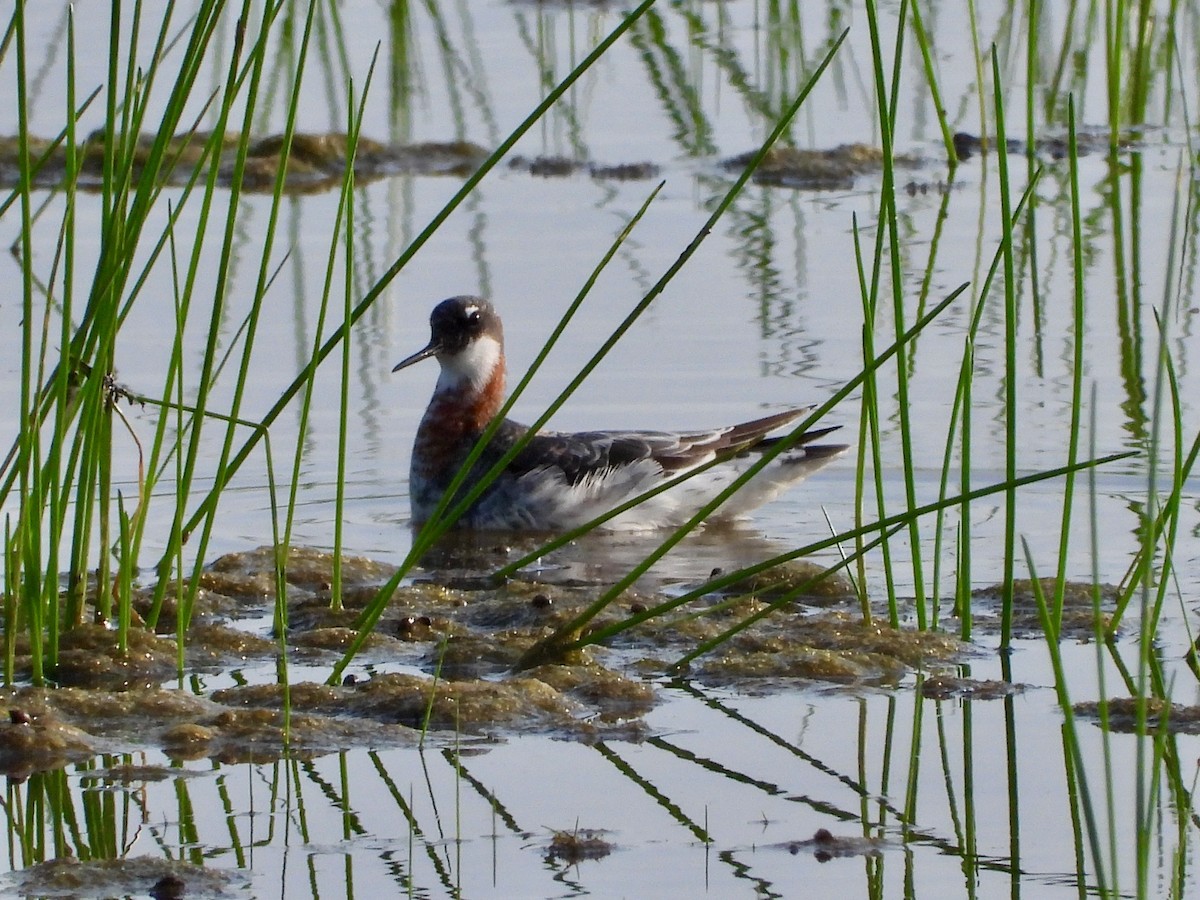 Red-necked Phalarope - P Chappell