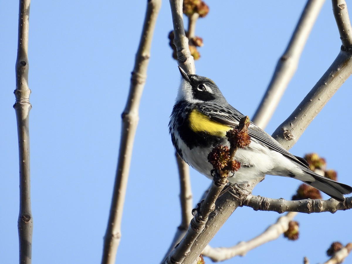 Yellow-rumped Warbler - Dana Sterner